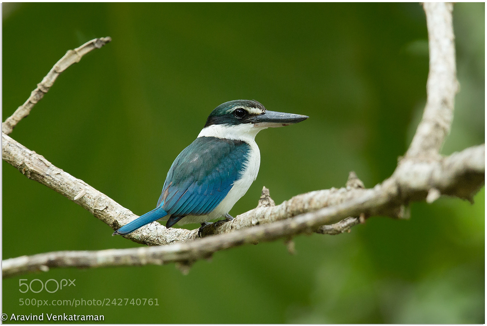 Canon EOS-1D X sample photo. Collared kingfisher photography