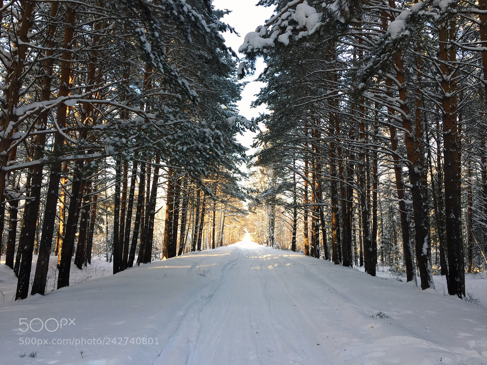 Apple iPhone 6 sample photo. Road in the forest photography