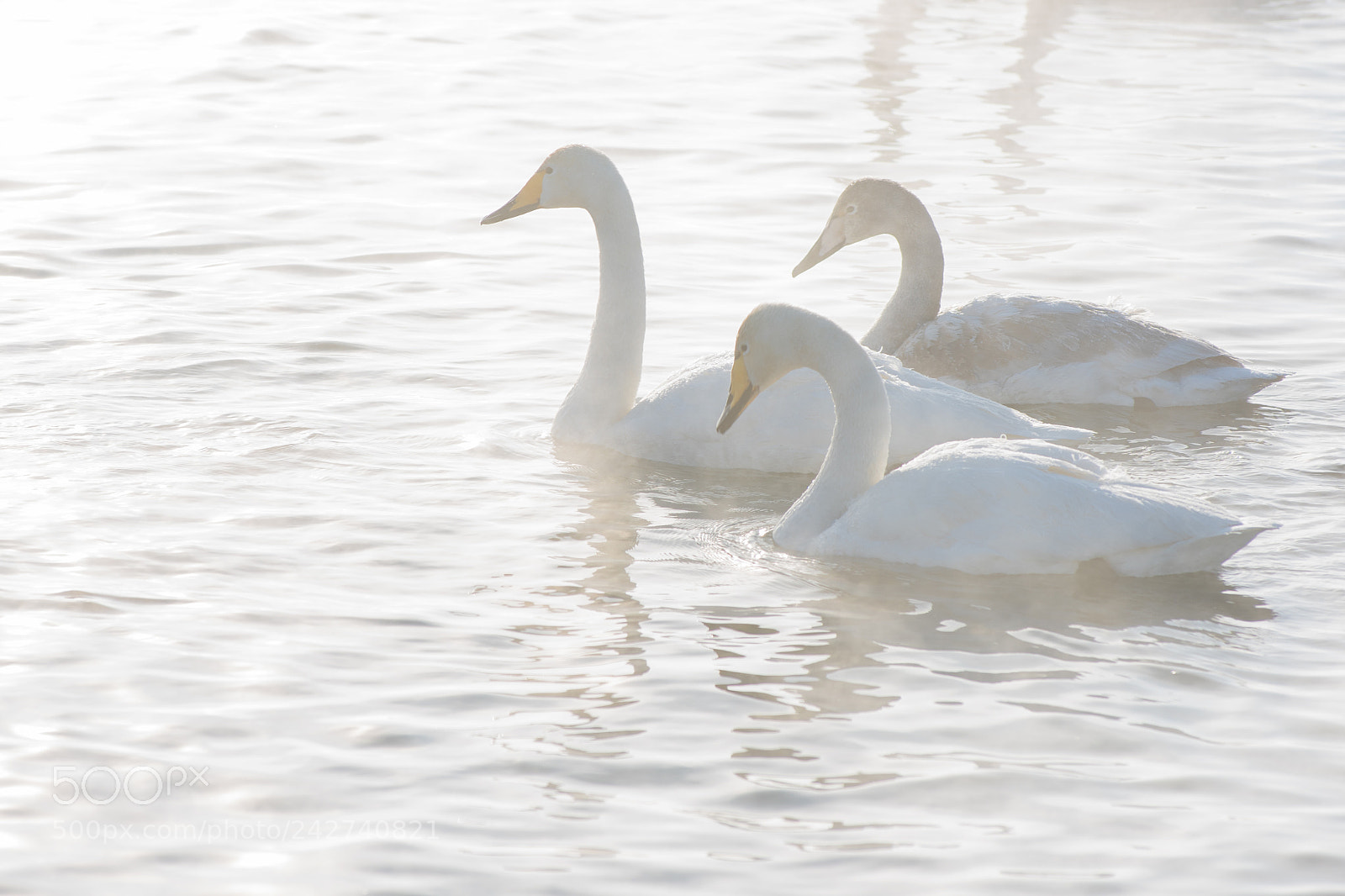 Nikon D810 sample photo. Beautiful white whooping swans photography