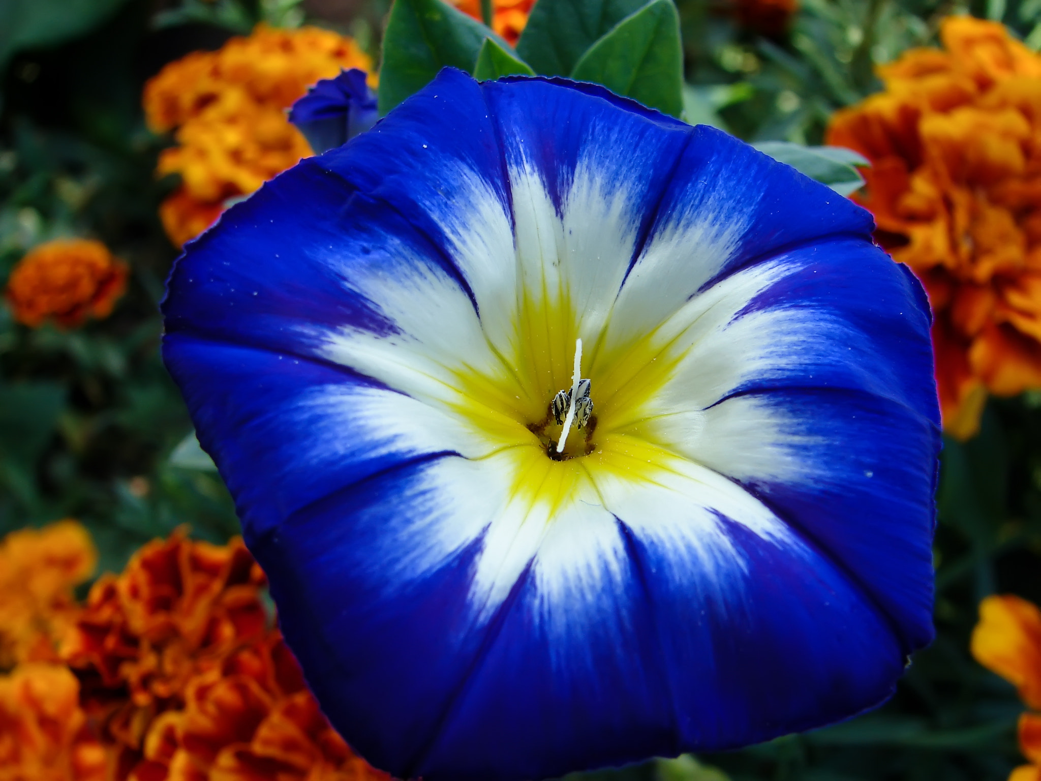 Sony DSC-H1 sample photo. Convolvulus tricolor photography