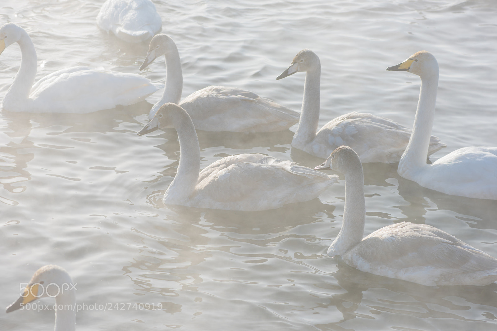 Nikon D810 sample photo. Beautiful white whooping swans photography