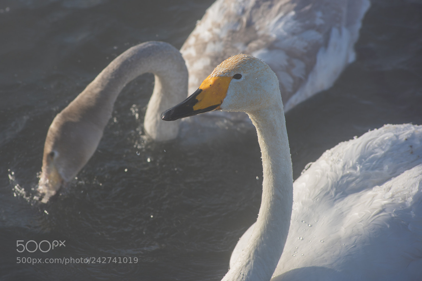 Nikon D810 sample photo. Beautiful white whooping swans photography