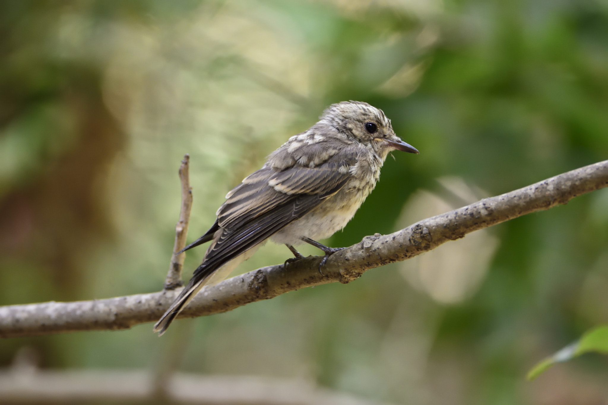 Nikon D7200 sample photo. Bird photography