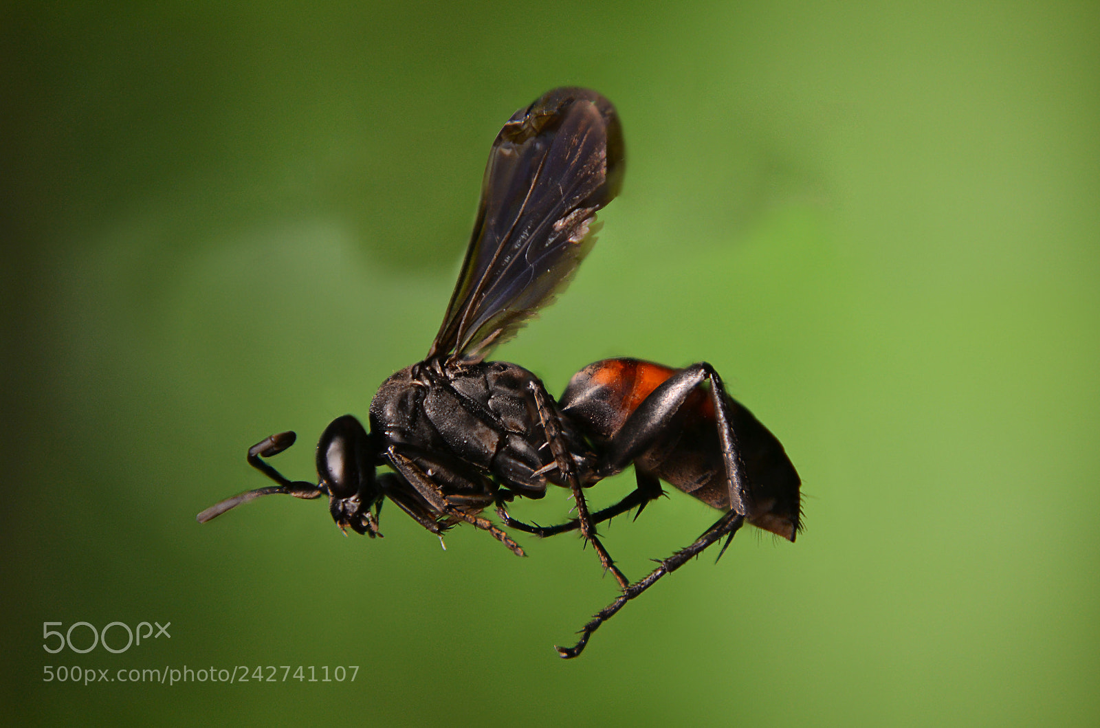 Nikon D3100 sample photo. Black wasp photography