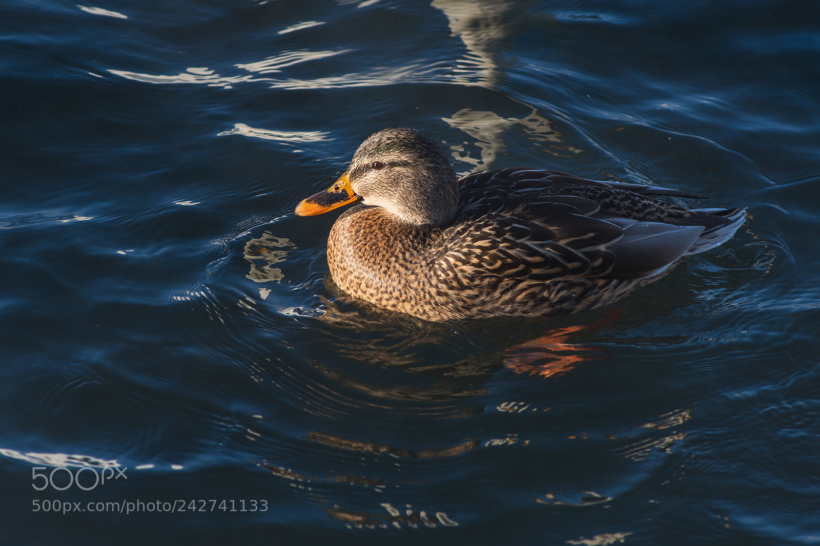 Nikon D810 sample photo. Duck swimming in lake photography