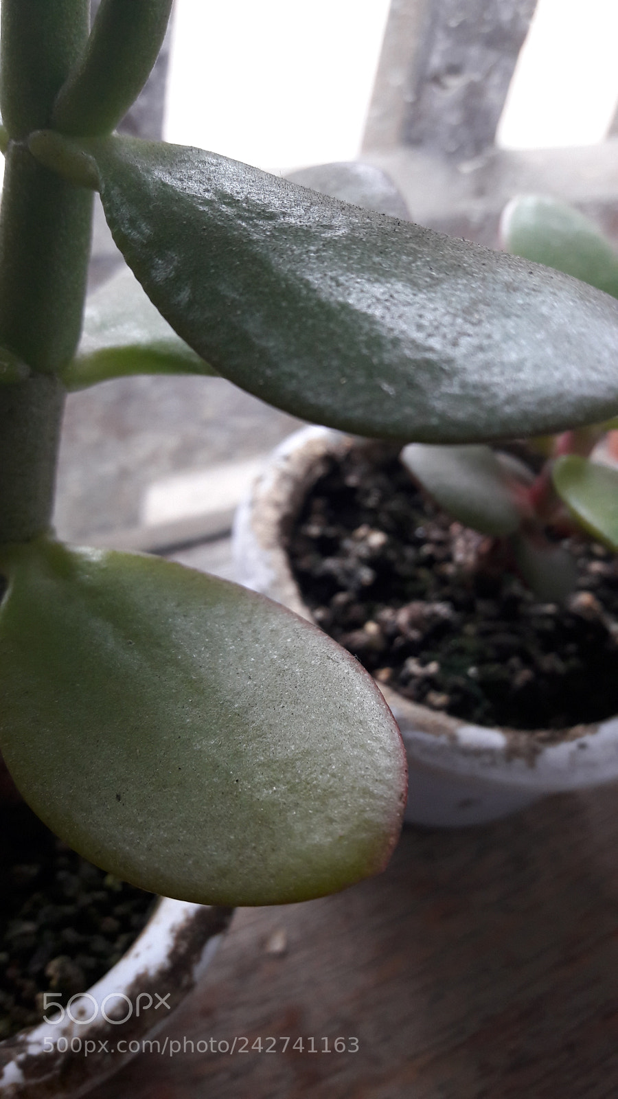 Samsung Galaxy A5(2016) sample photo. Suculenta photography