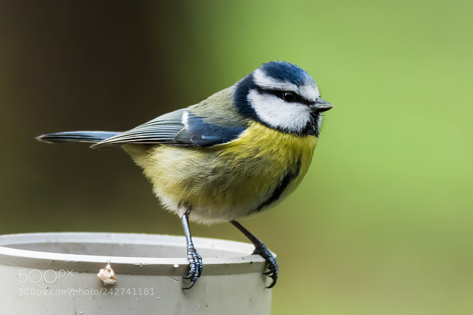 Nikon D7200 sample photo. A blue tit photography