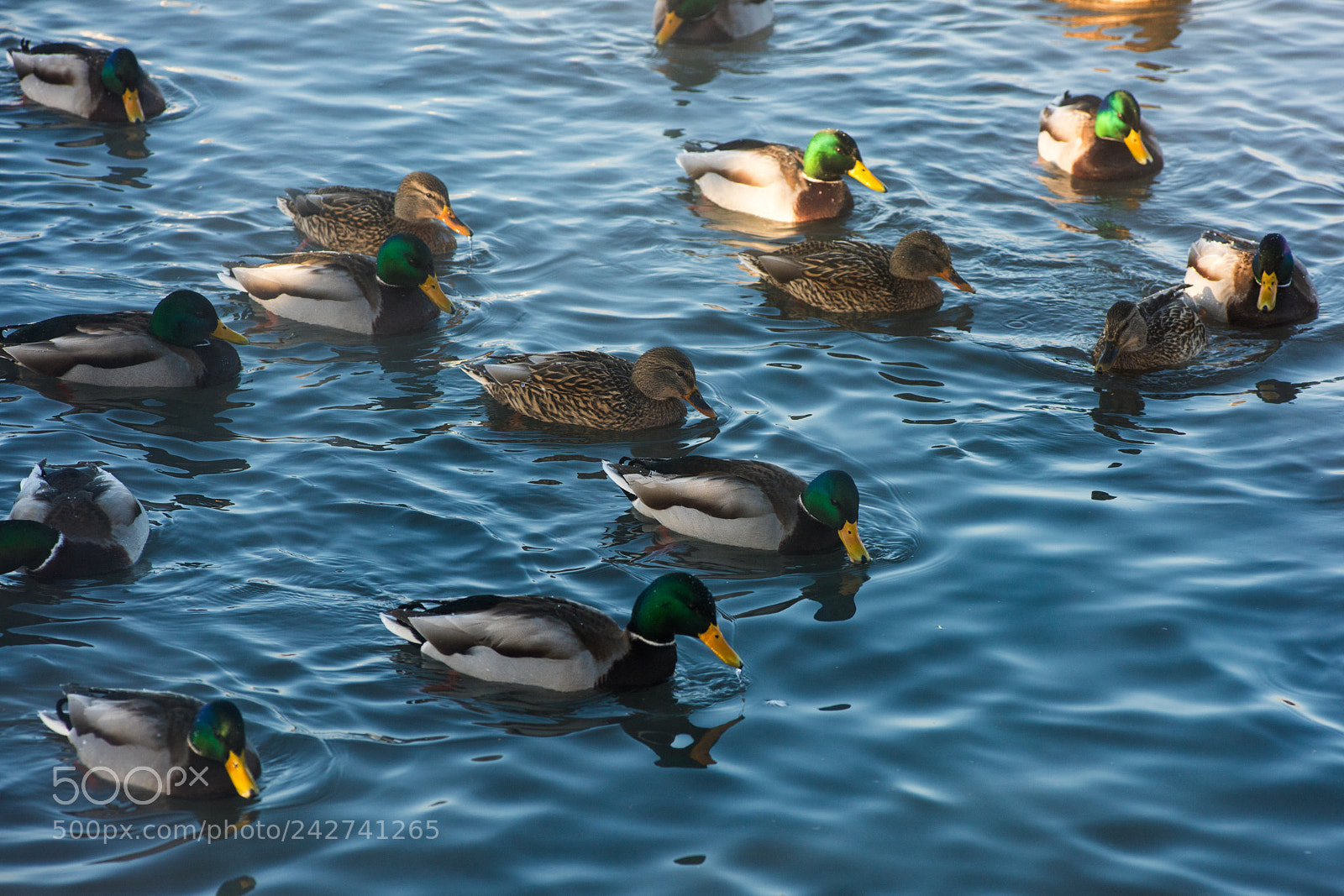 Nikon D810 sample photo. Duck swimming in lake photography