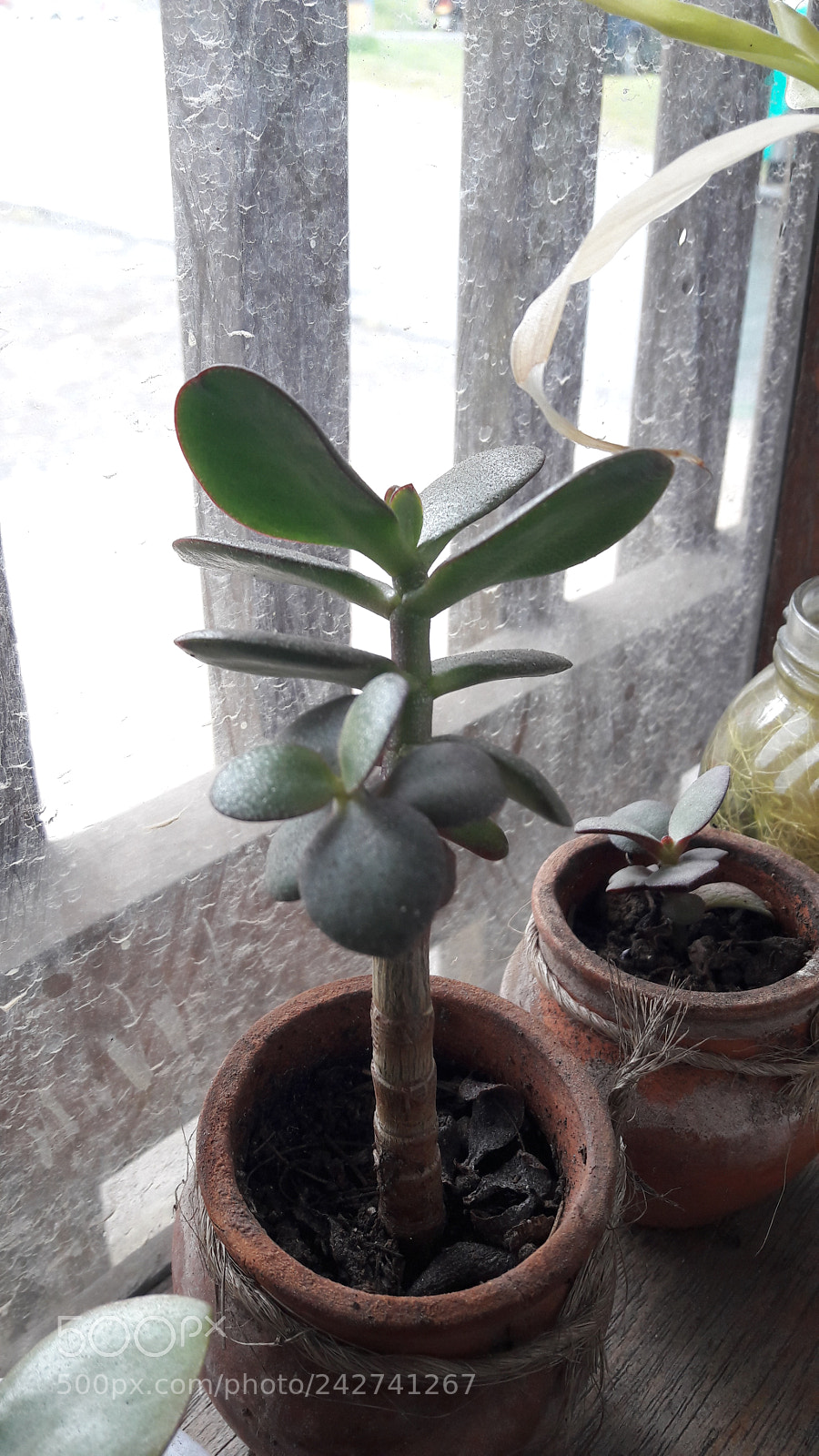 Samsung Galaxy A5(2016) sample photo. Suculenta photography
