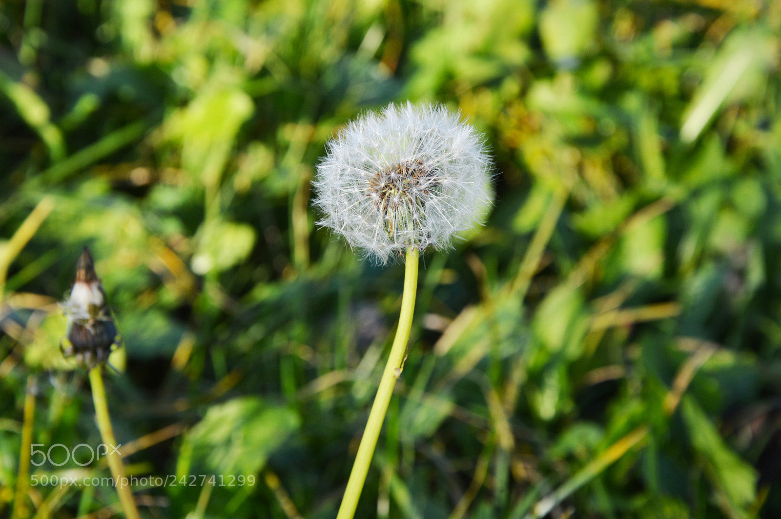Nikon D3200 sample photo. Dsc photography