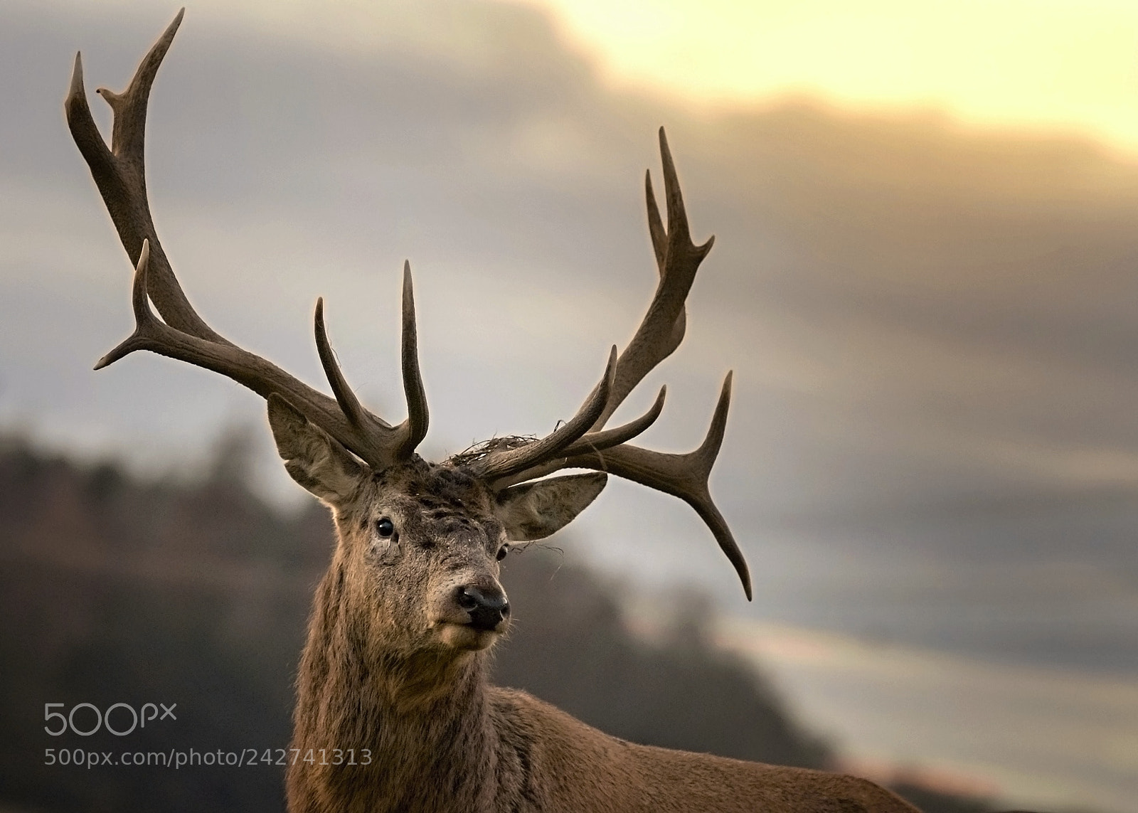 Nikon D7200 sample photo. Deer photography