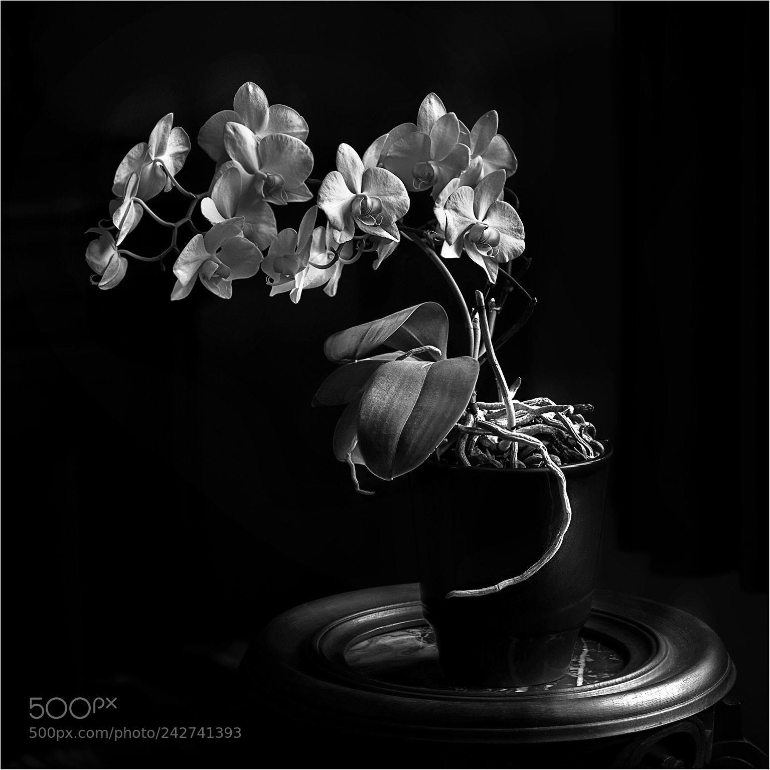 Nikon D800E sample photo. Orchidée. photography