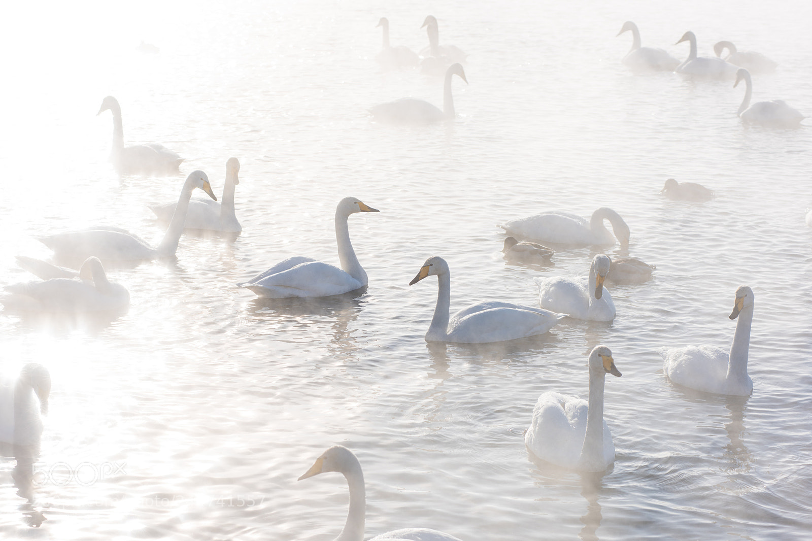 Nikon D810 sample photo. Beautiful white whooping swans photography