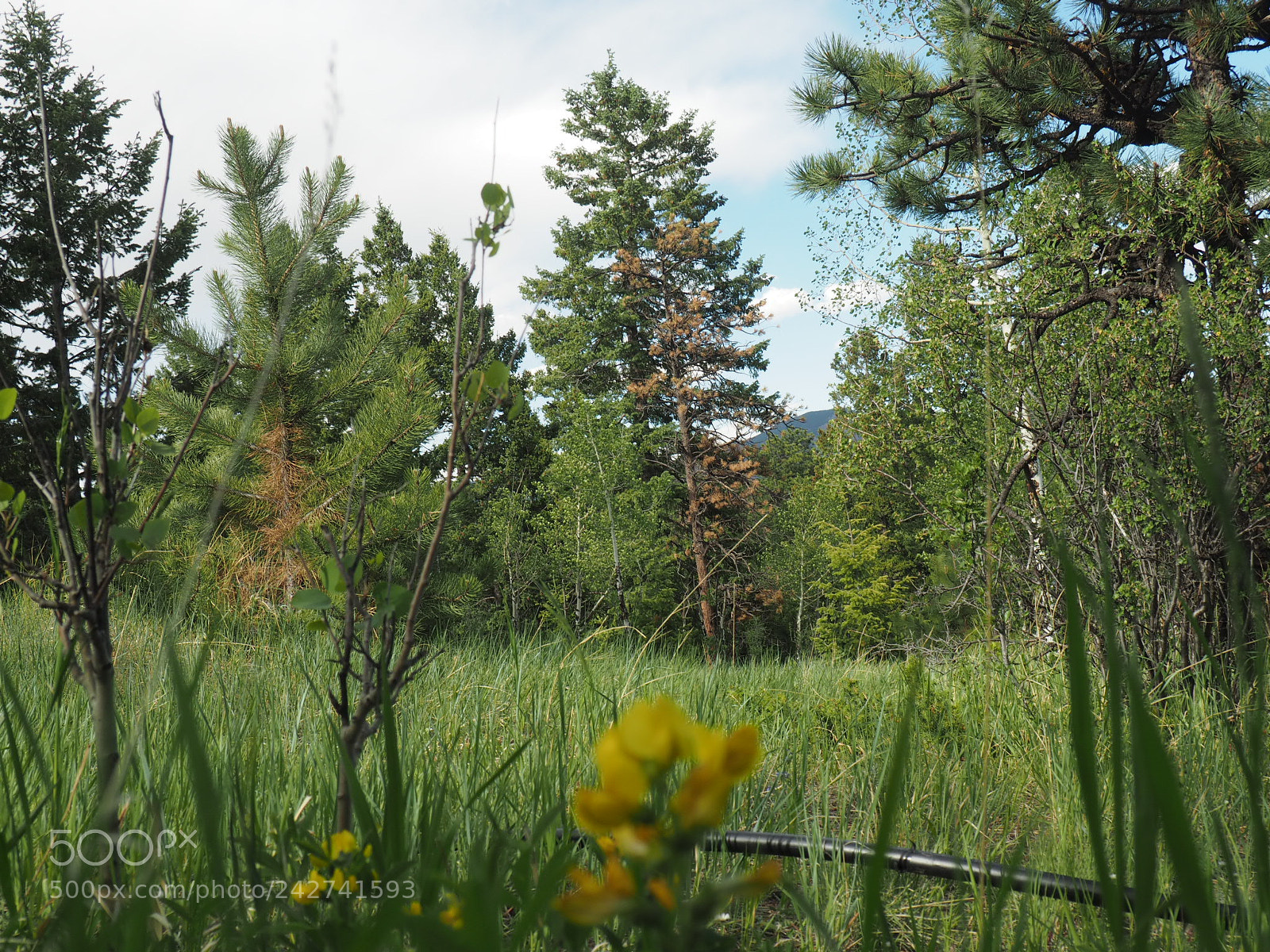 Olympus OM-D E-M10 sample photo. Stand tall photography