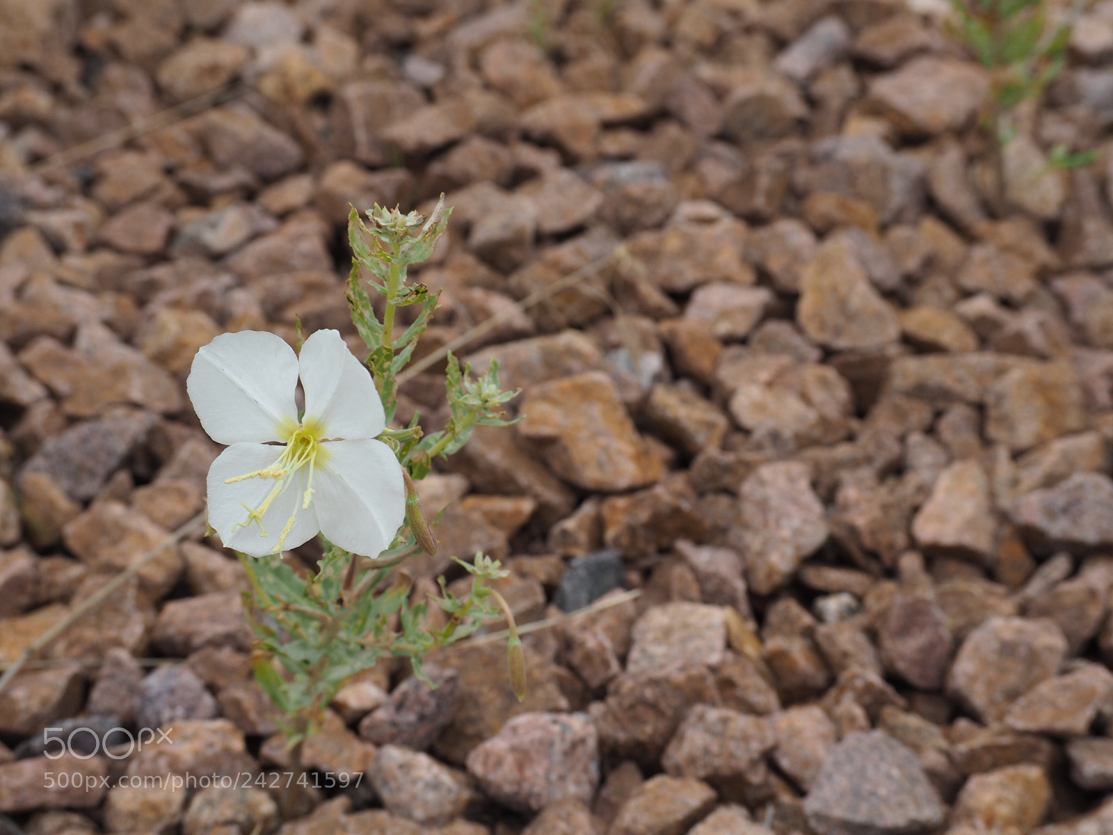Olympus OM-D E-M10 sample photo. Push through photography