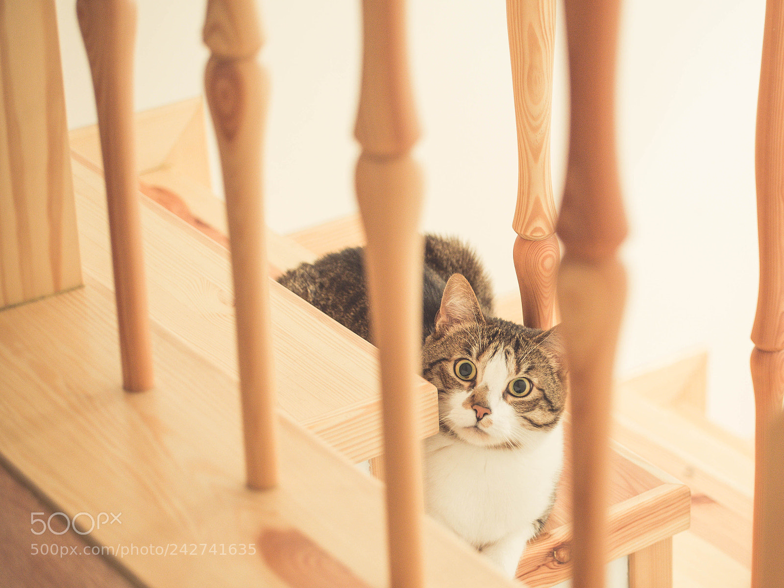 Nikon D610 sample photo. Are you coming? photography