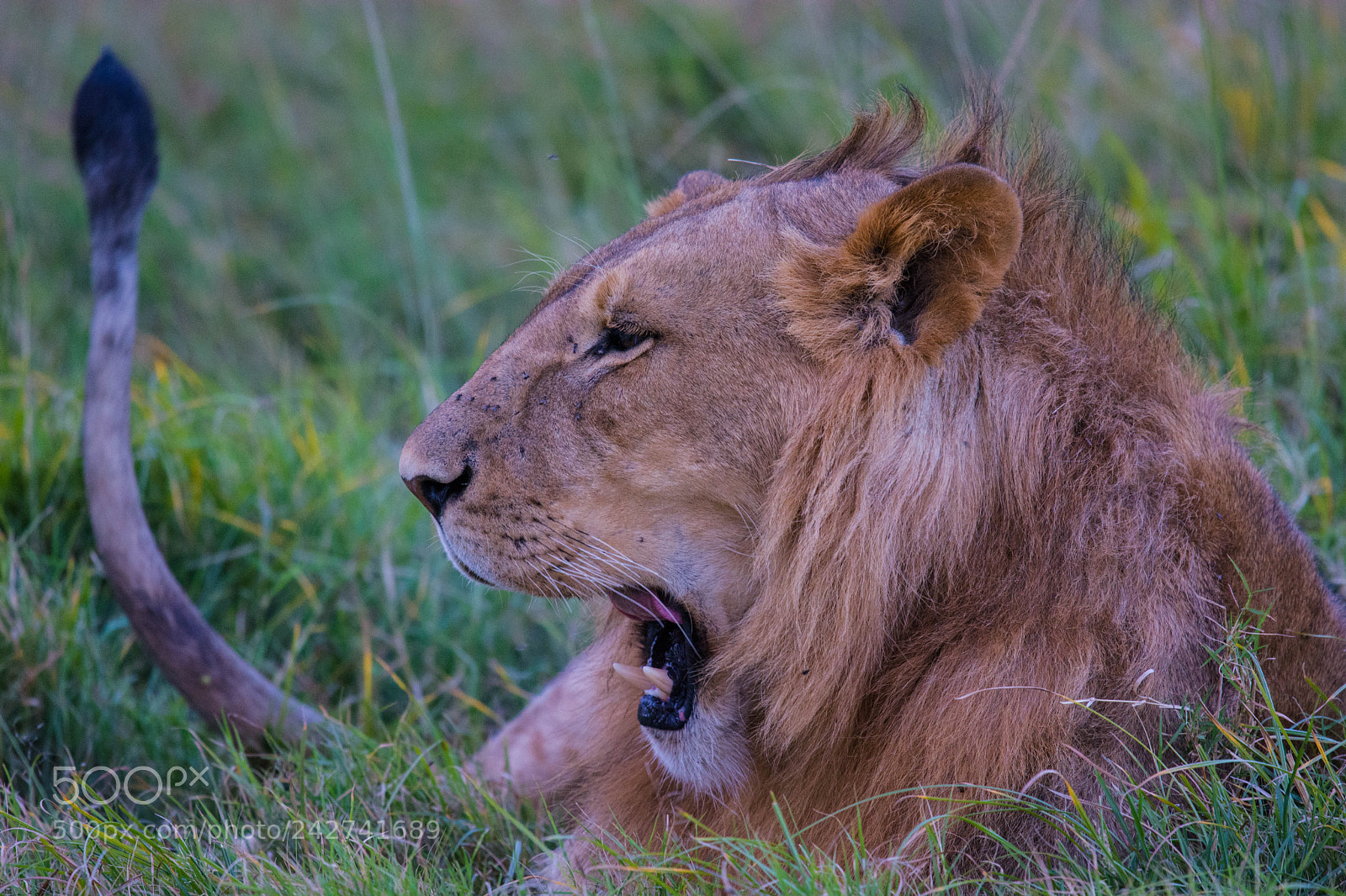 Nikon D7100 sample photo. Young yawning lion photography
