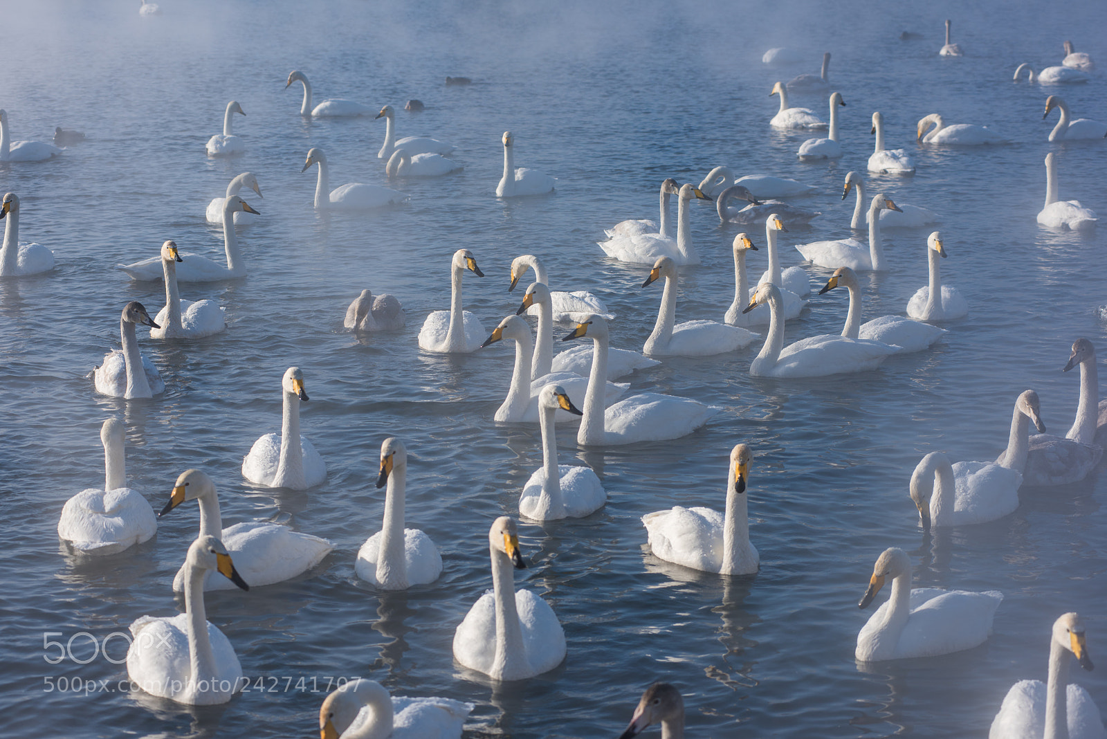 Nikon D810 sample photo. Beautiful white whooping swans photography