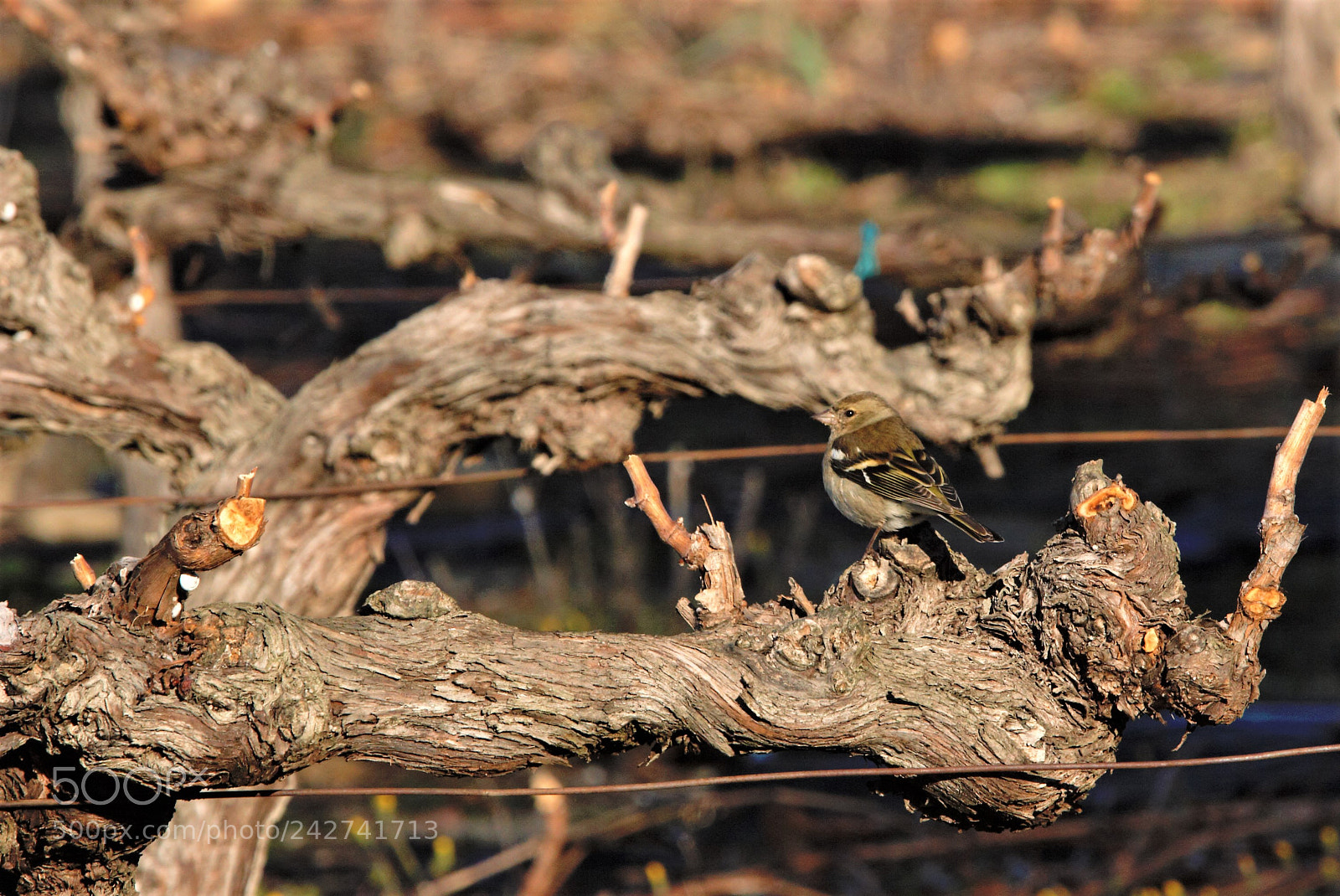 Canon EOS 20D sample photo. Tarin des aulnes photography