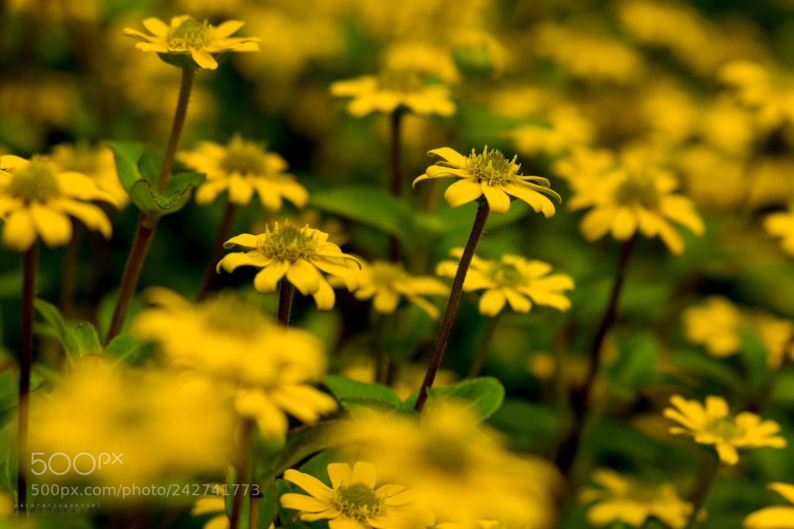 Canon EOS 7D Mark II sample photo. Yelow flowers photography