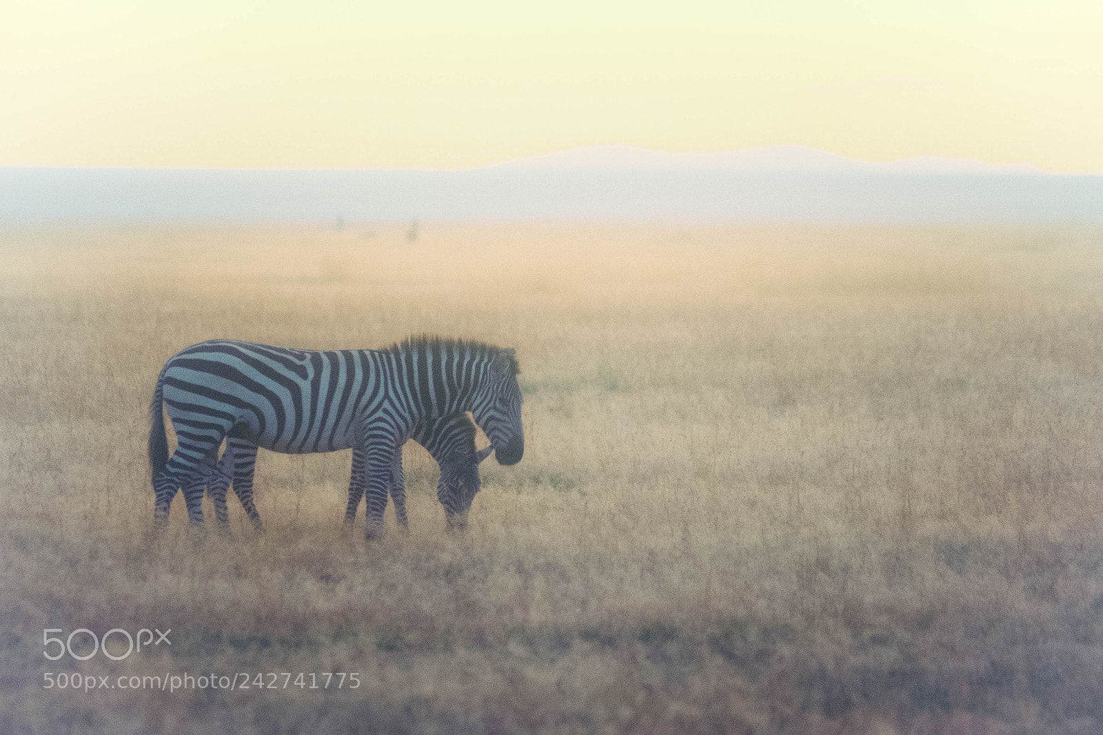 Olympus OM-D E-M1 sample photo. Early morning zebras photography