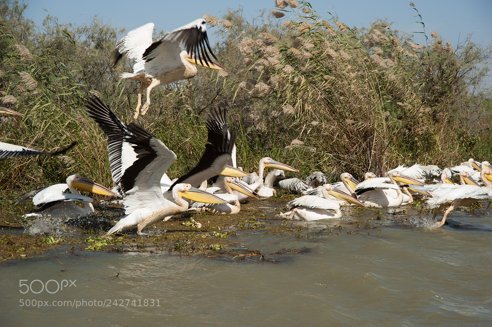 Nikon D700 sample photo. Senegal photography