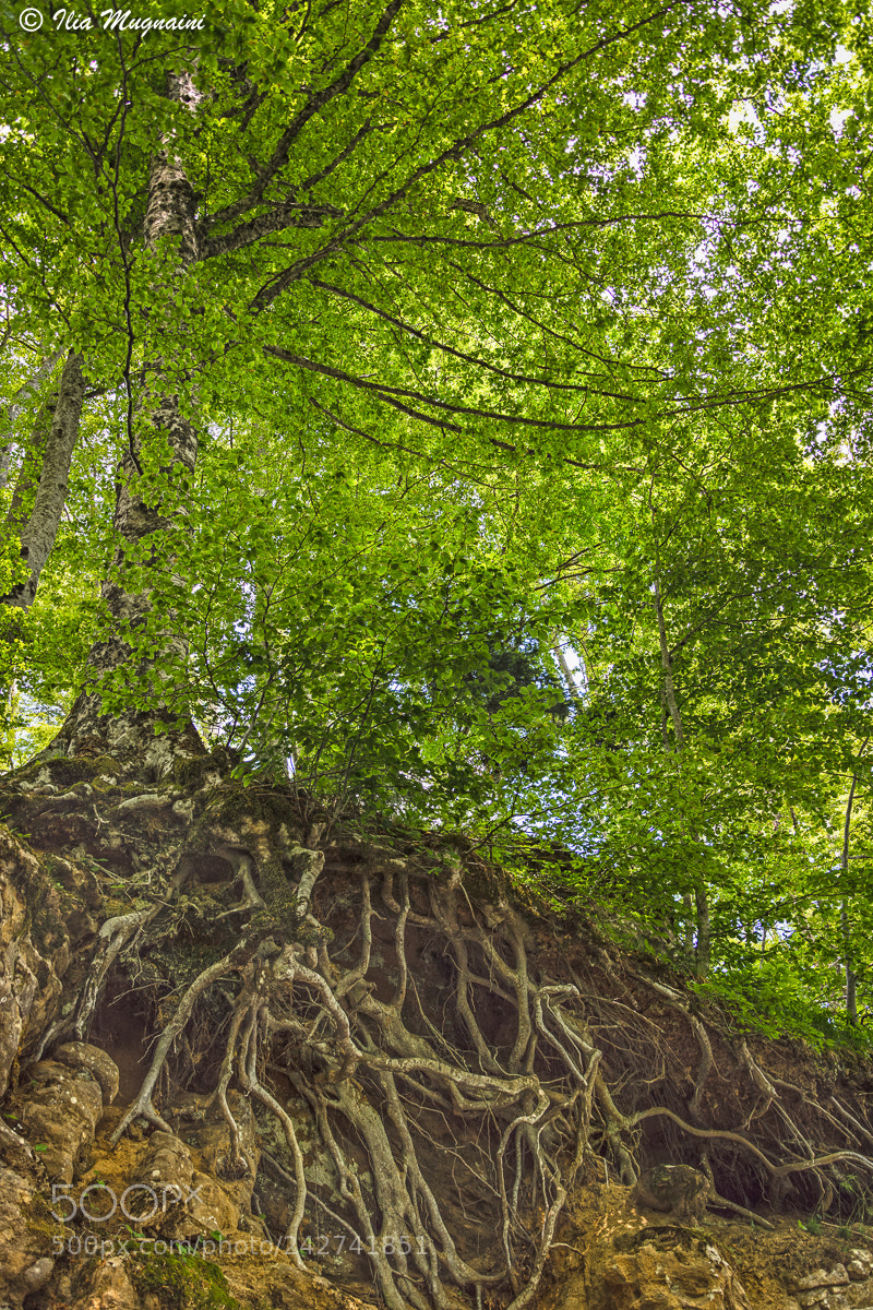 Nikon D7200 sample photo. Roots photography