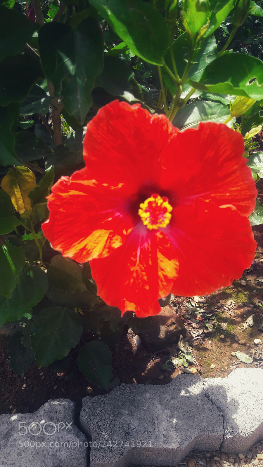 Samsung Galaxy S7 Edge sample photo. Untitled photography