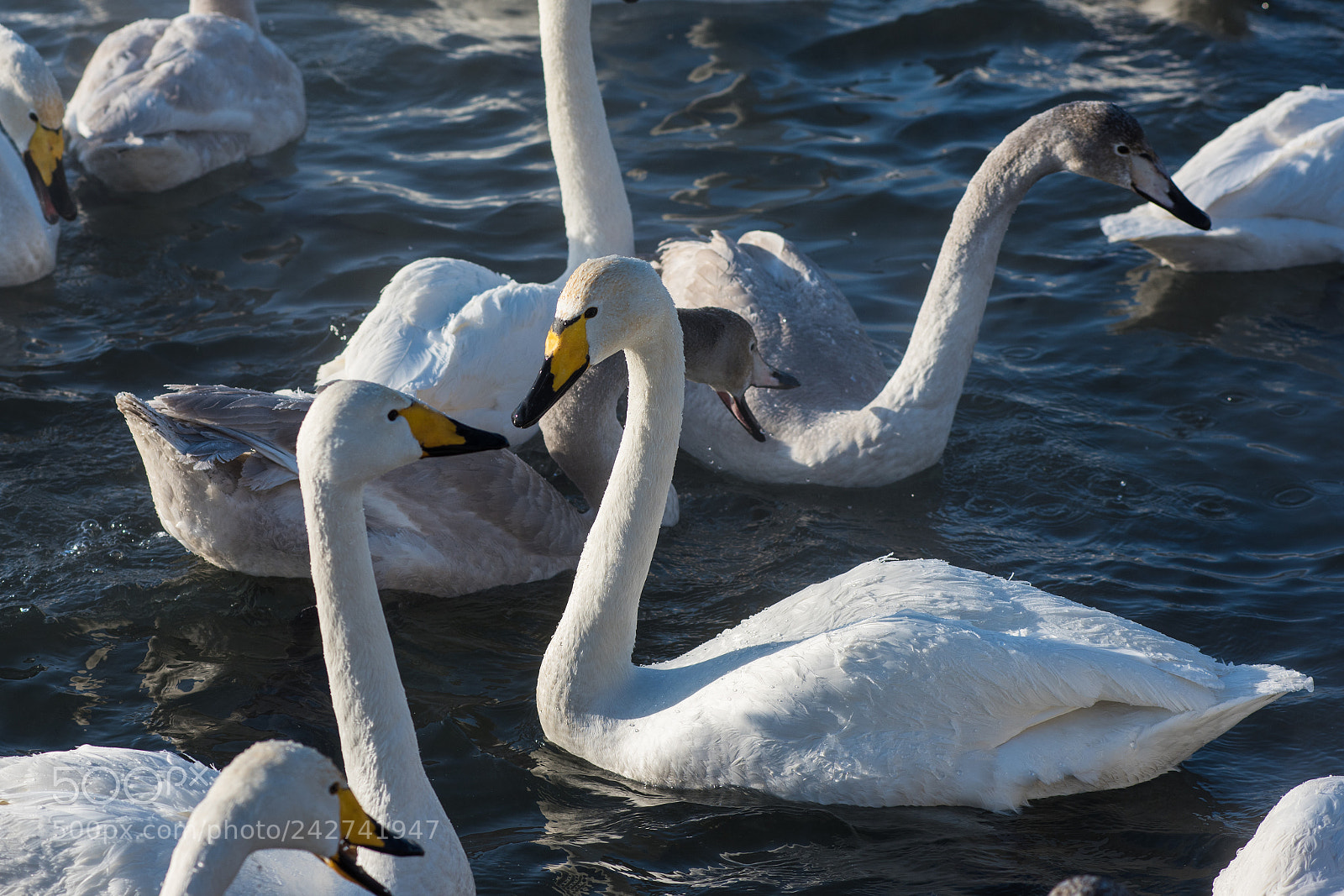 Nikon D810 sample photo. Beautiful white whooping swans photography