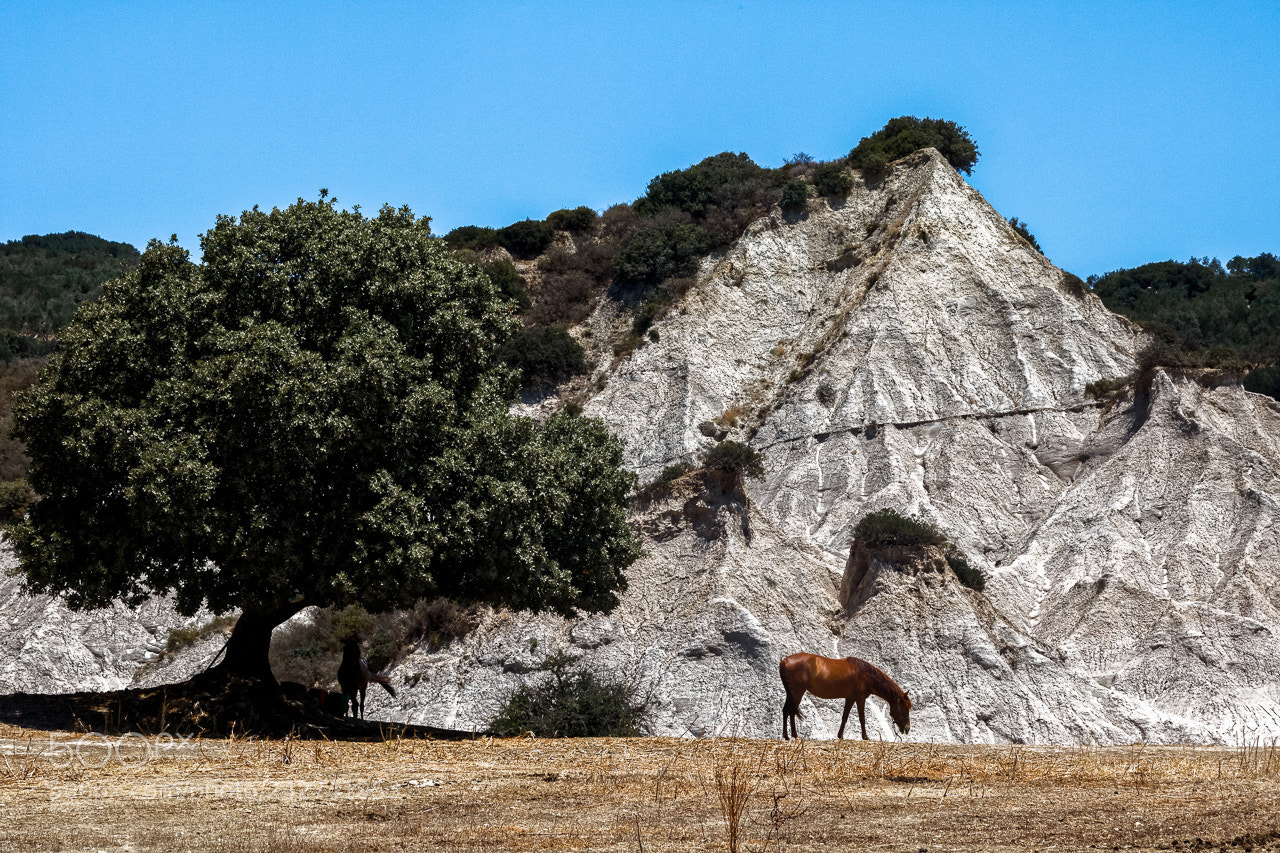 Canon EOS 760D (EOS Rebel T6s / EOS 8000D) sample photo. L'arbre et le cheval photography