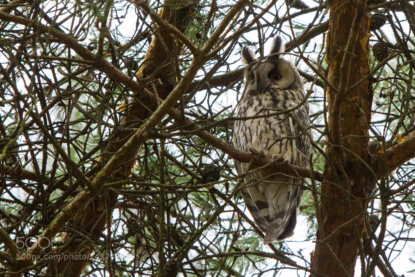 Canon EOS 550D (EOS Rebel T2i / EOS Kiss X4) sample photo. Long-eared owl photography