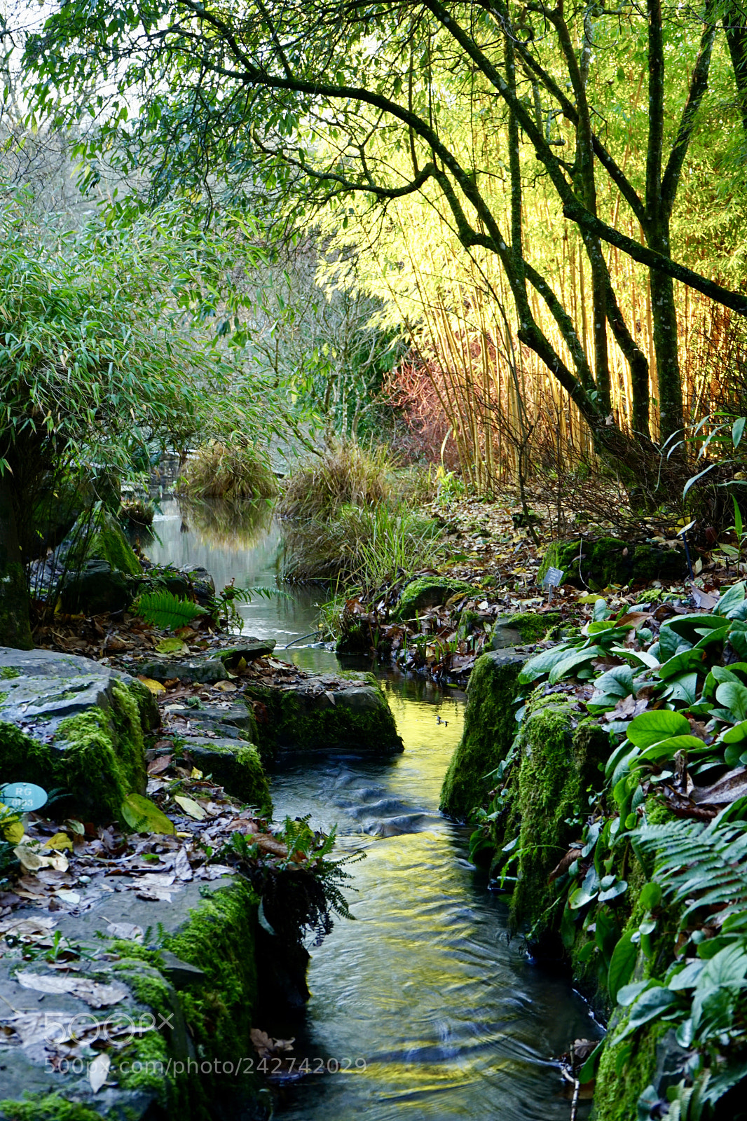 Sony a7 II sample photo. Rosemoor devon photography