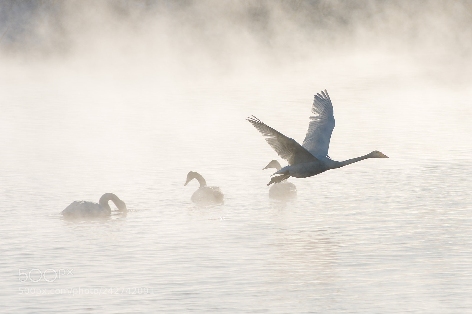 Nikon D810 sample photo. Beautiful white whooping swans photography