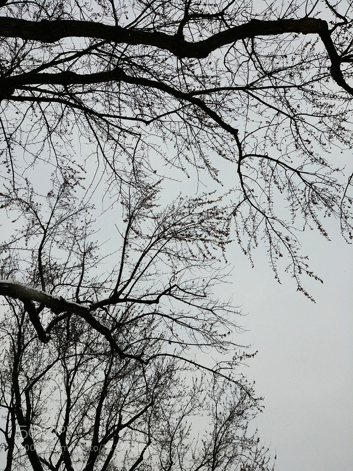 LG G6 sample photo. Tree on white sky photography