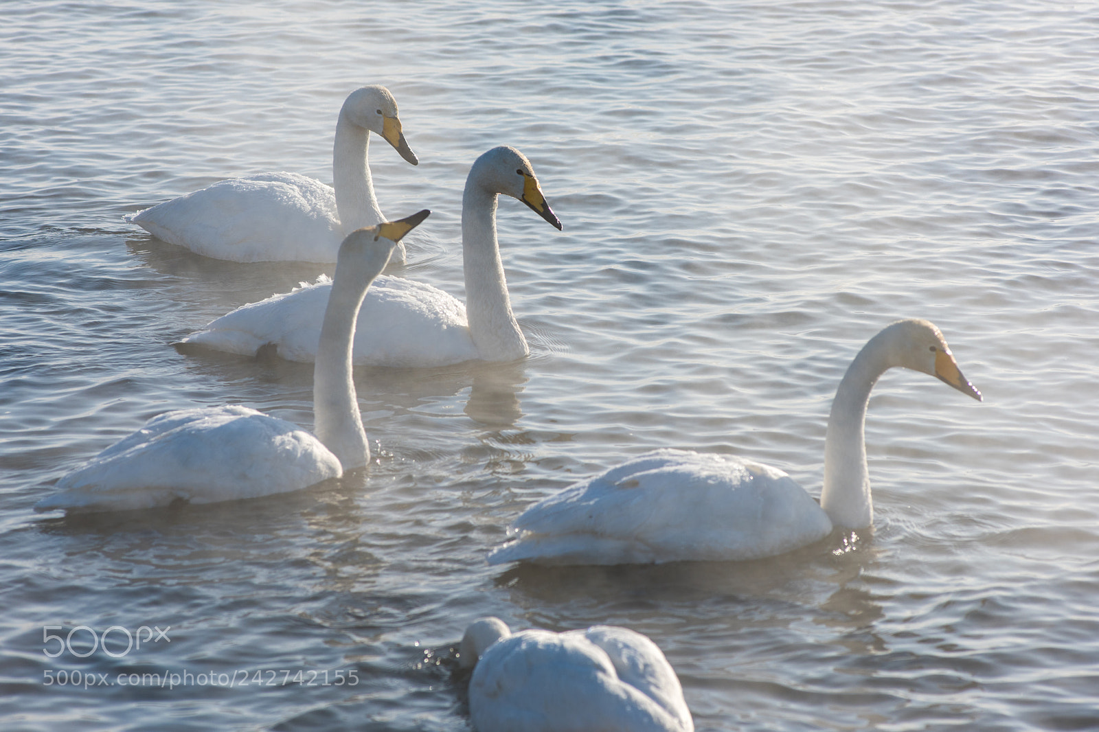 Nikon D810 sample photo. Beautiful white whooping swans photography