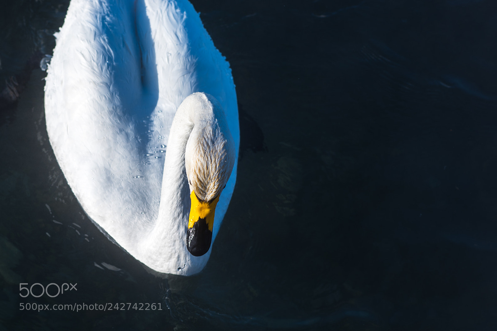 Nikon D810 sample photo. Beautiful white whooping swans photography