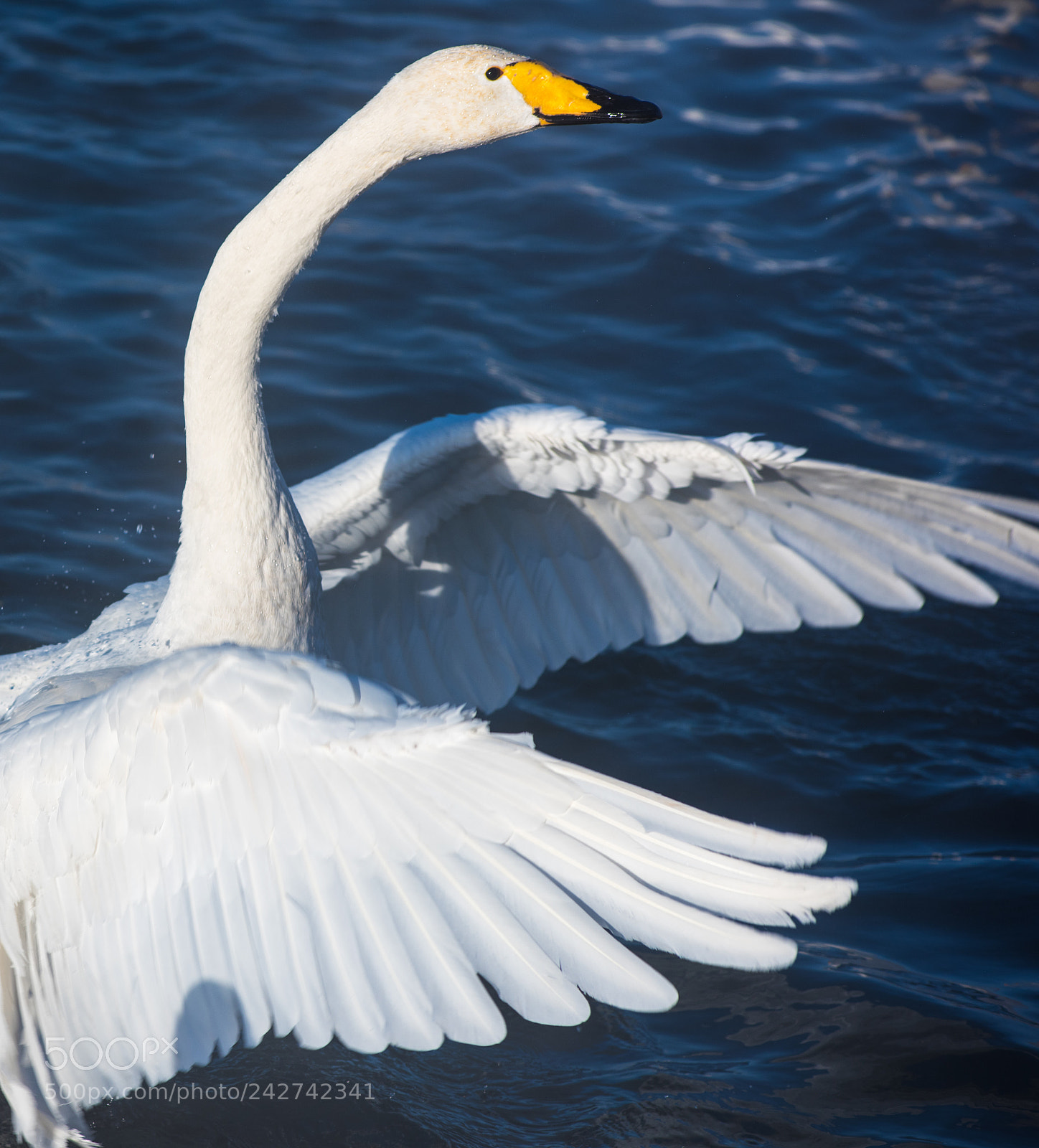 Nikon D810 sample photo. Beautiful white whooping swans photography