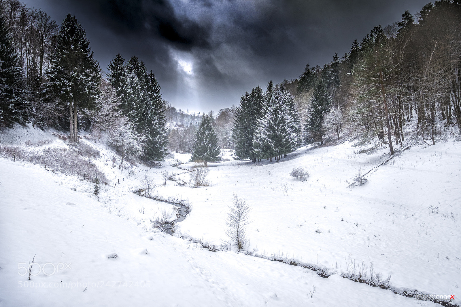 Fujifilm X-T10 sample photo. Steinbach (winter cv) photography