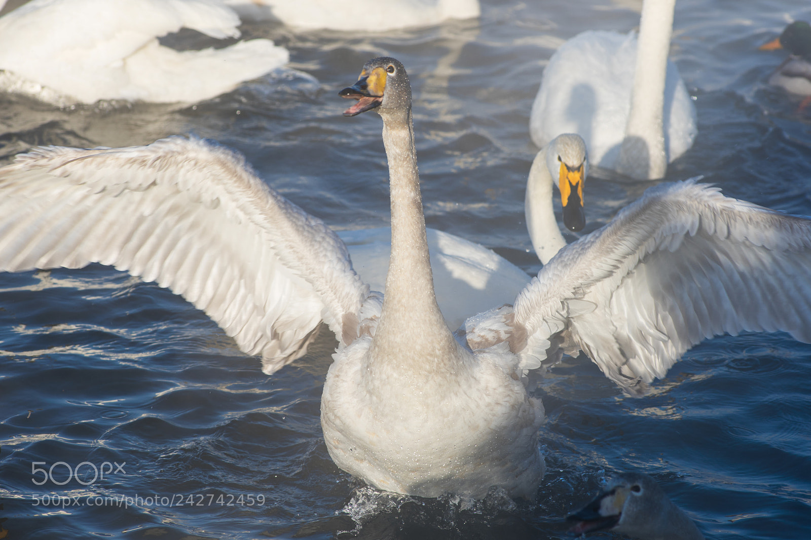 Nikon D810 sample photo. Beautiful white whooping swans photography