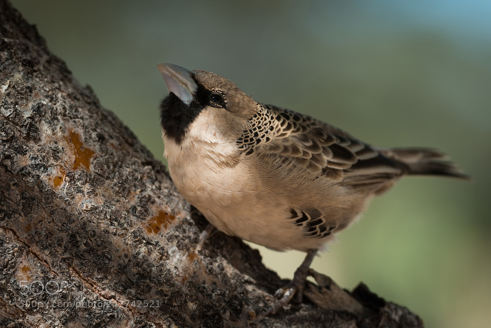 Nikon D800 sample photo. Namibian bird photography