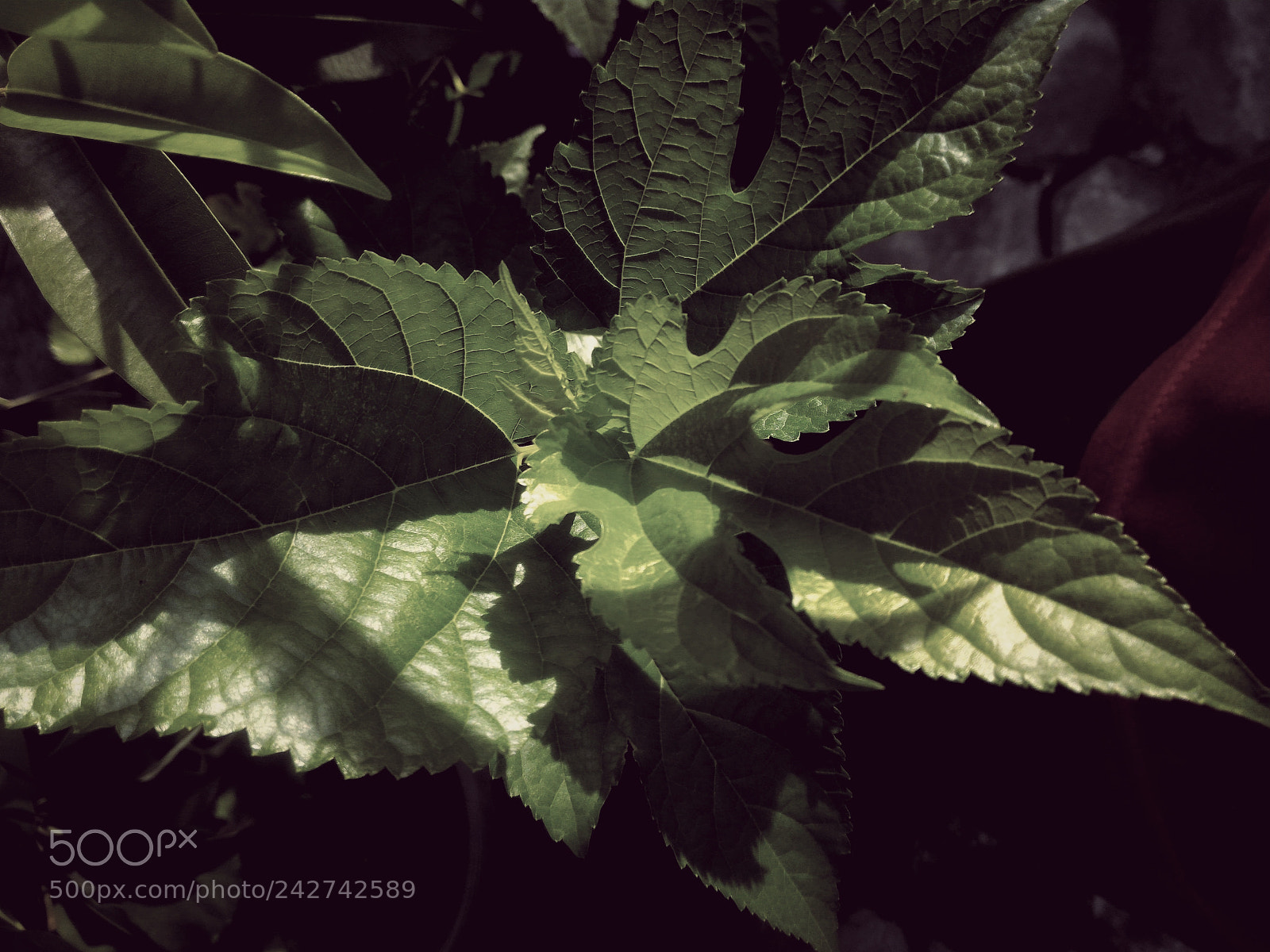 ASUS ZenFone 2 (ZE551ML) sample photo. Leaf for life photography