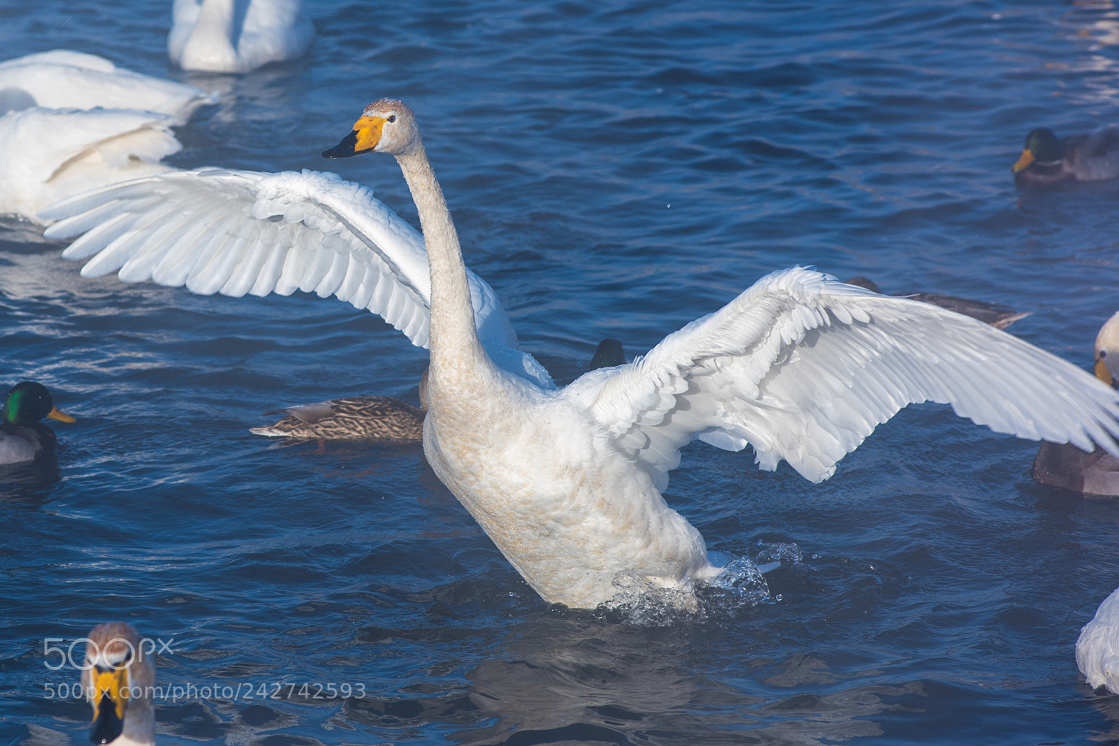 Nikon D810 sample photo. Beautiful white whooping swans photography