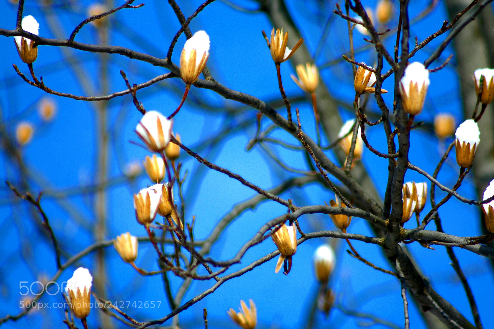 Canon EOS 350D (EOS Digital Rebel XT / EOS Kiss Digital N) sample photo. Tulip tree snow cones photography