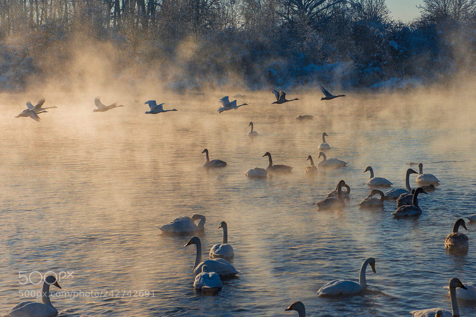 Nikon D810 sample photo. Beautiful white whooping swans photography