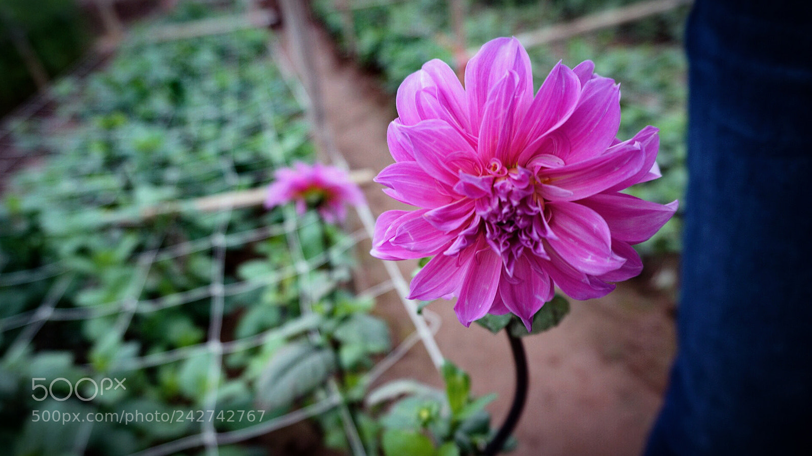Sony Alpha NEX-5T sample photo. Untitled photography