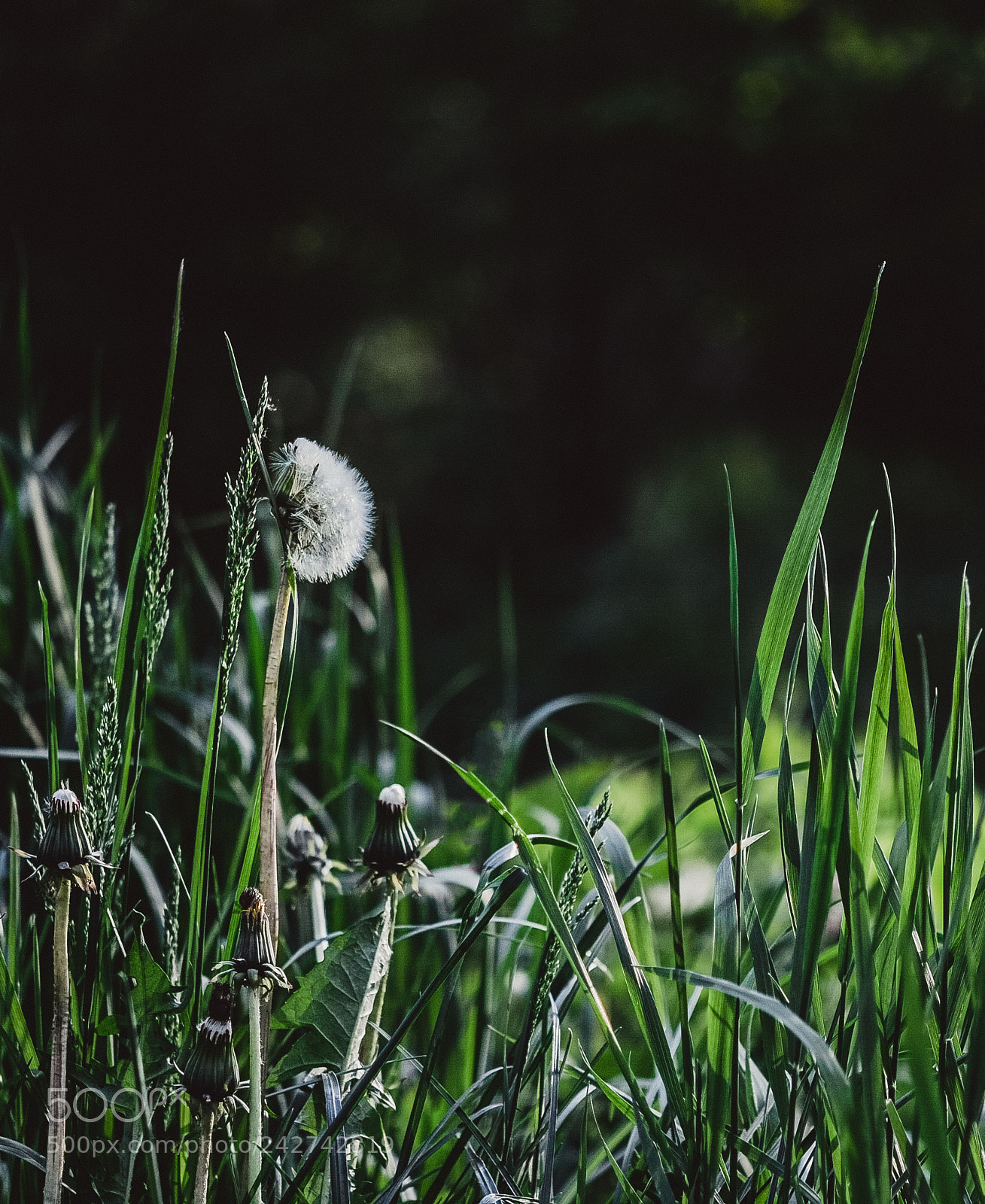Nikon D7100 sample photo. Green photography