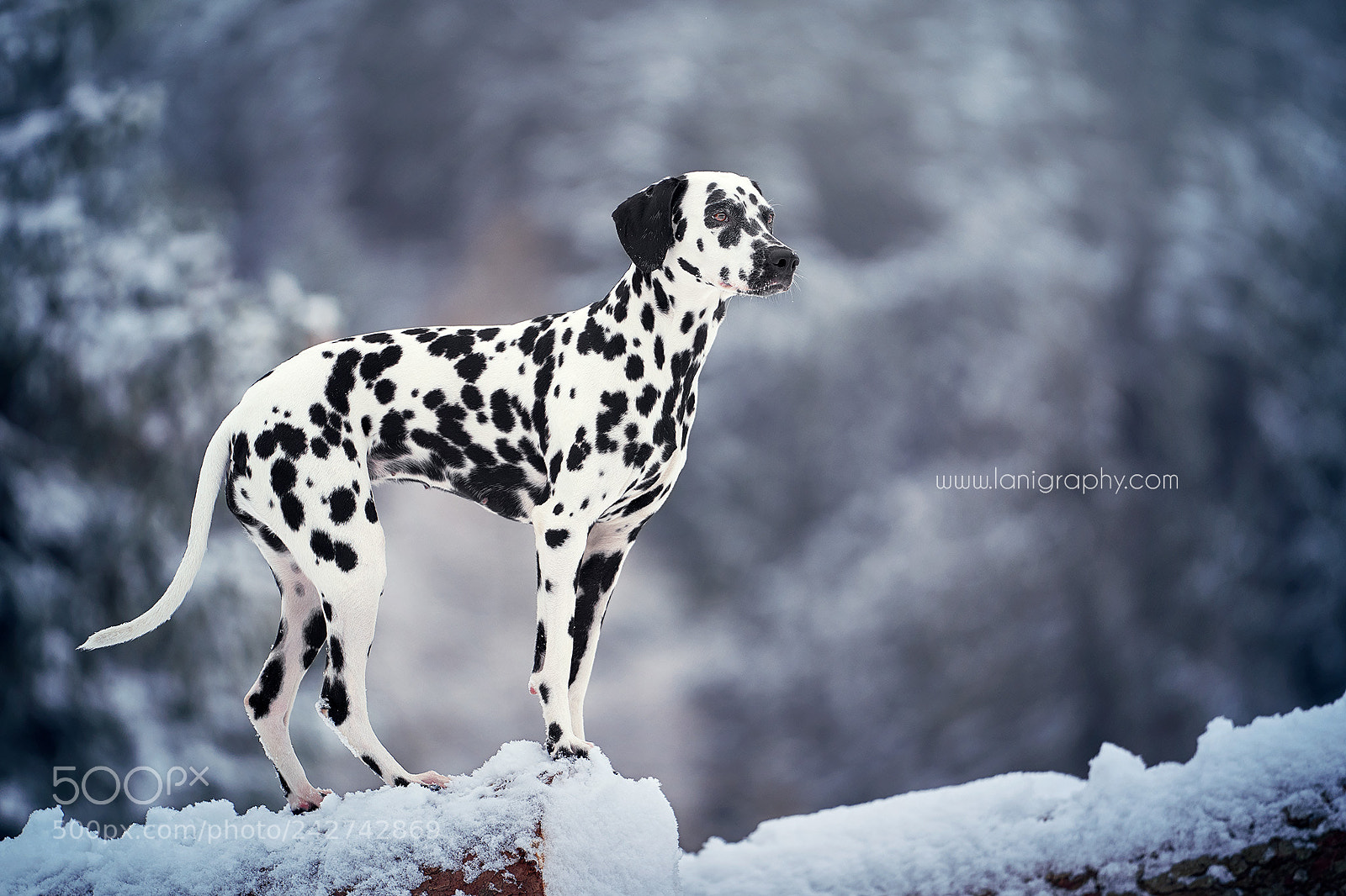 Sony a7R III sample photo. Lucy photography