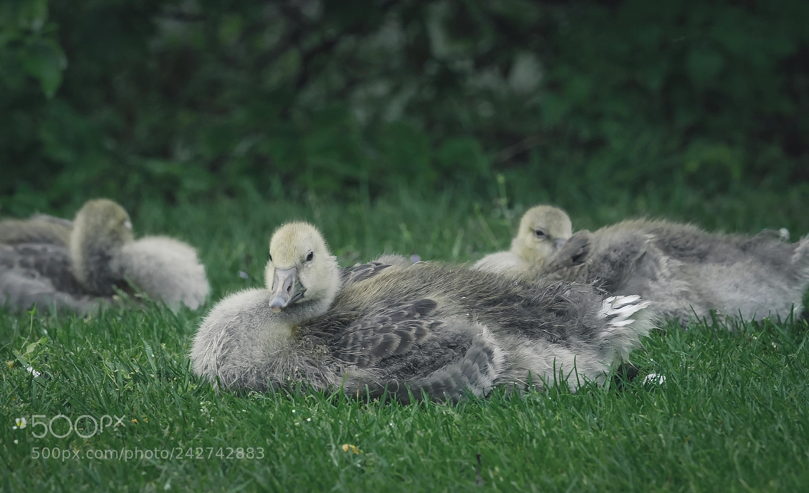 Panasonic Lumix DMC-GX8 sample photo. Untitled photography