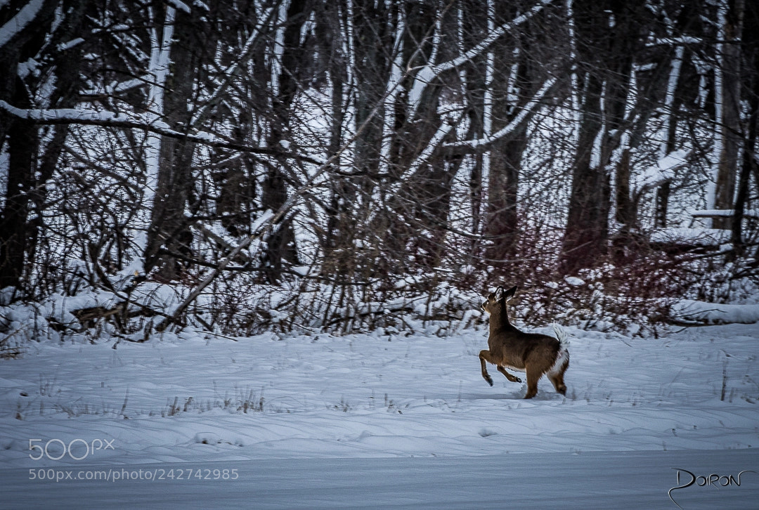 Nikon D7200 sample photo. Fresh snowfall photography
