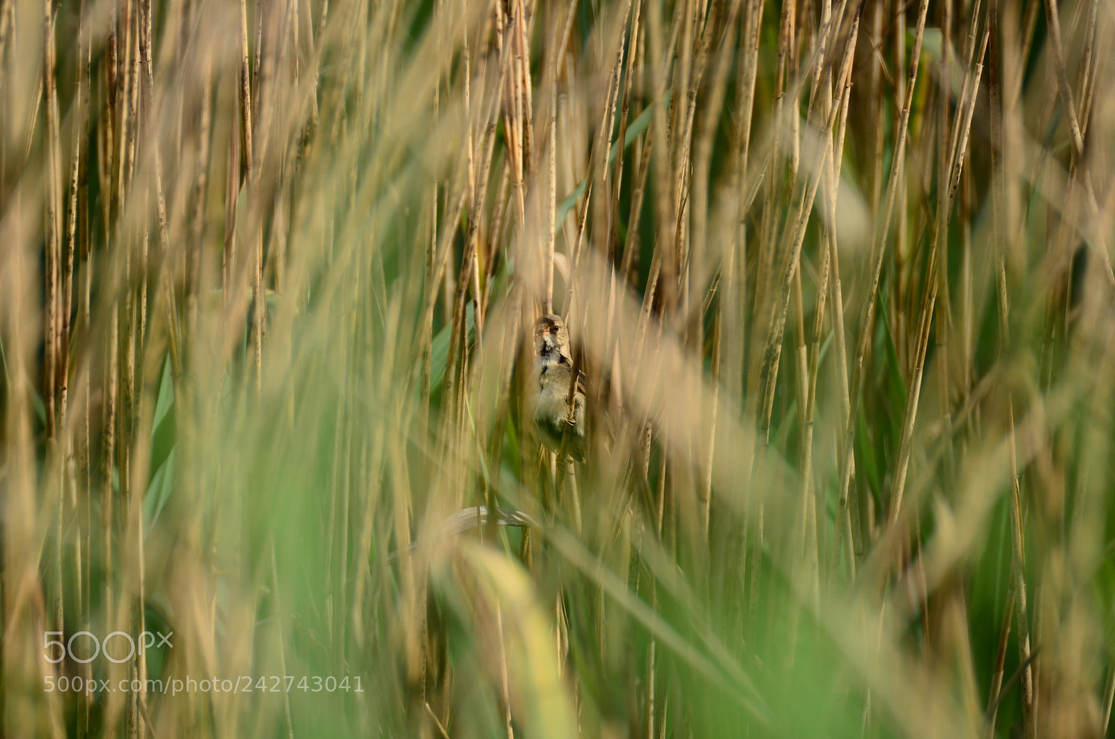 Nikon D5100 sample photo. Camouflage photography